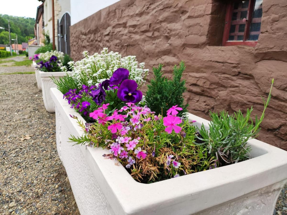 Ferienhaus Blaue Blume Mit 11 Kw Ladestation, Kamin, Terrasse, Eingezaeuntem Garten, Sauna, Wlan, Netflix, 2 Hunde Willkommen! Güntersberge Buitenkant foto