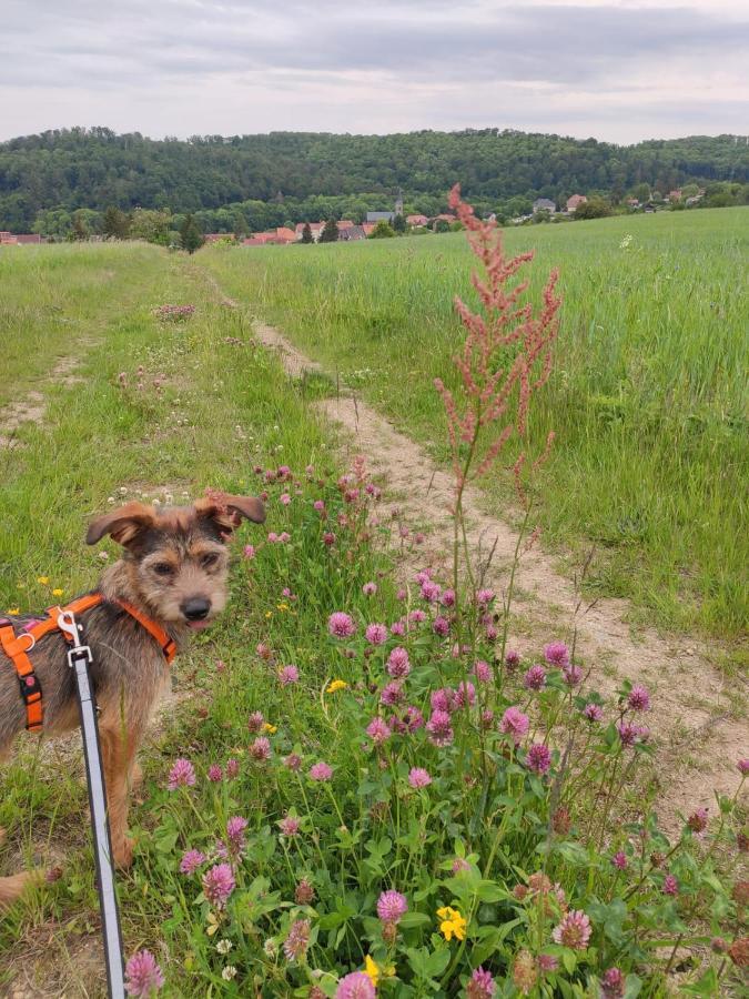 Ferienhaus Blaue Blume Mit 11 Kw Ladestation, Kamin, Terrasse, Eingezaeuntem Garten, Sauna, Wlan, Netflix, 2 Hunde Willkommen! Güntersberge Buitenkant foto